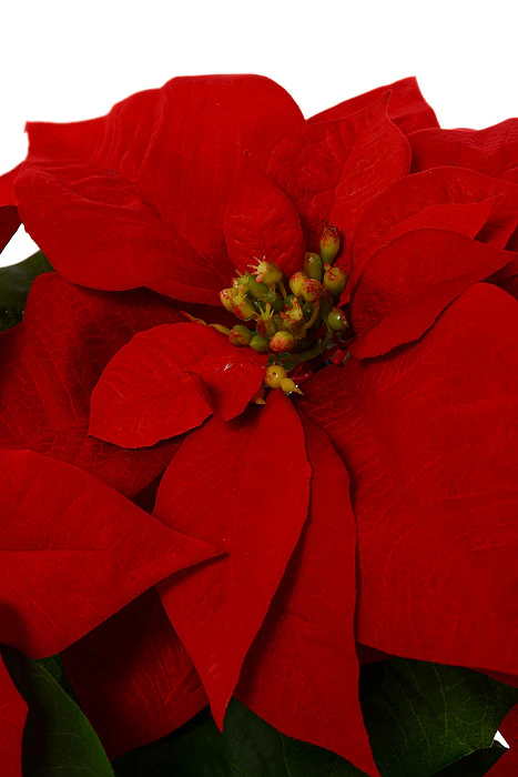 24" Velvet Poinsettia Bush Red - Image 2
