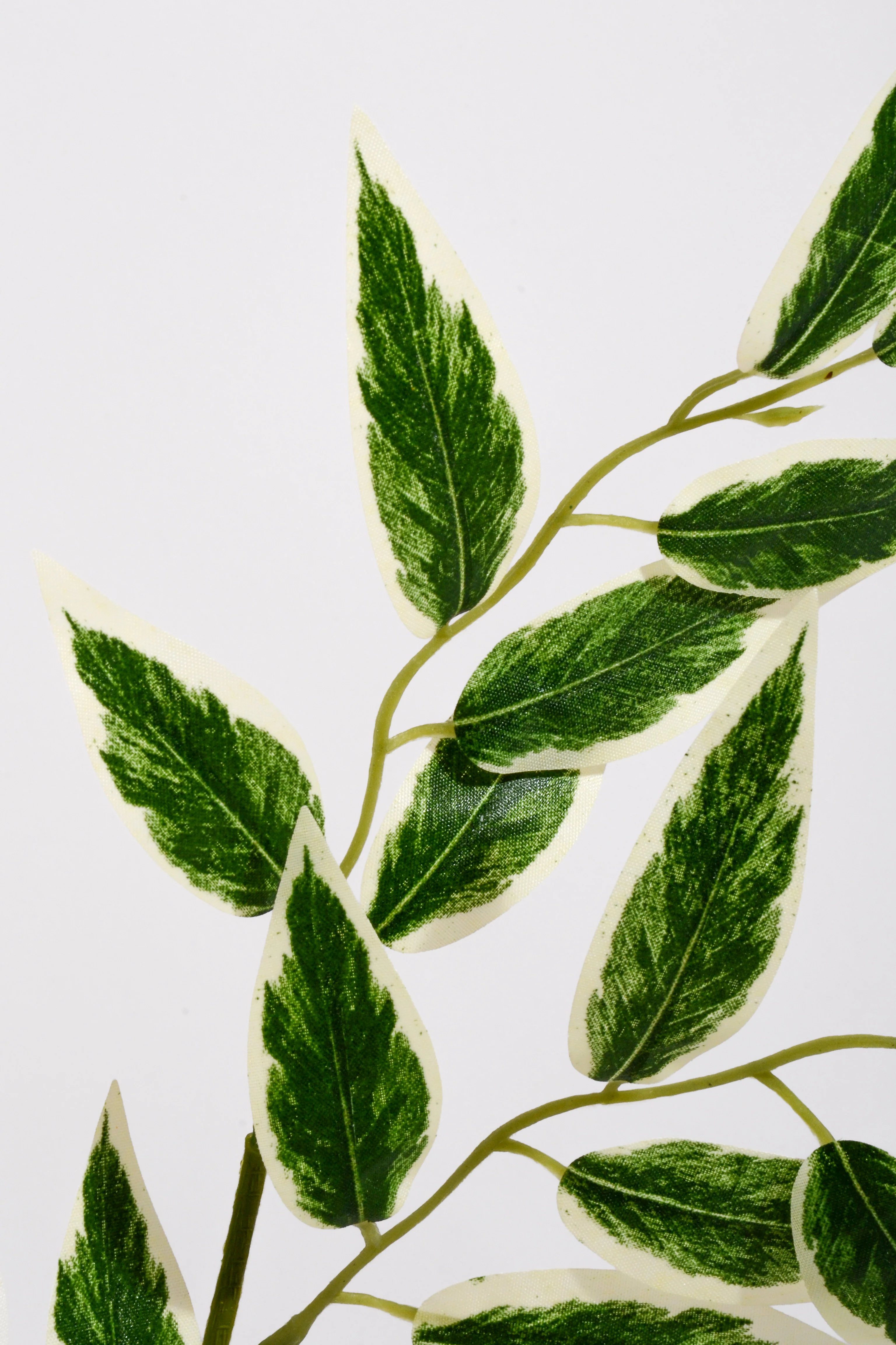 25" Artificial Ruscus Leaf Variegated/Green - Image 2