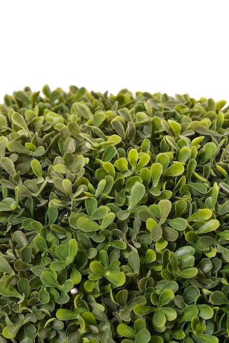 25" Boxwood Ball Topiary In Pot Green - Image 2