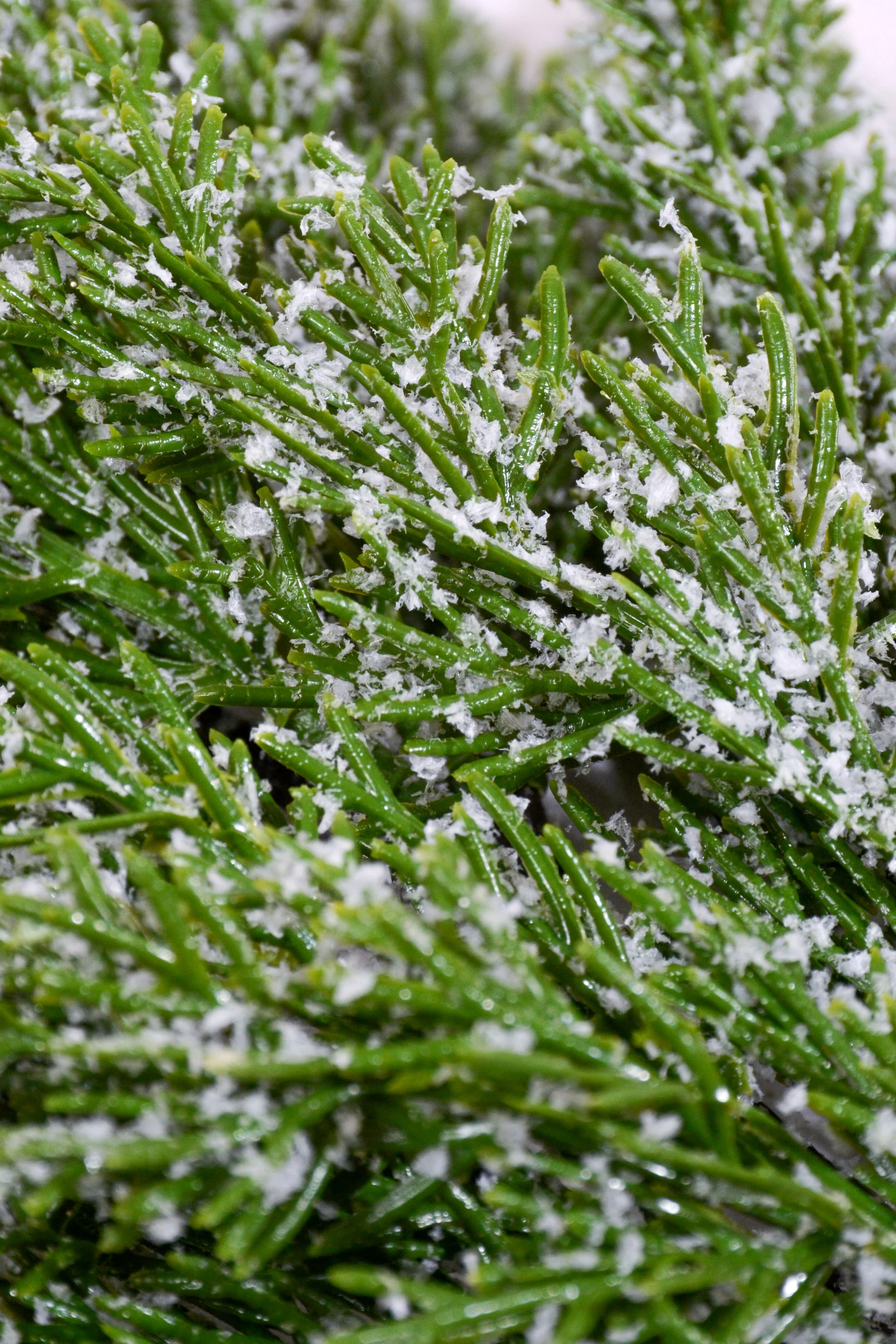 25'' Snow Cedar Spray White/Green - Image 3