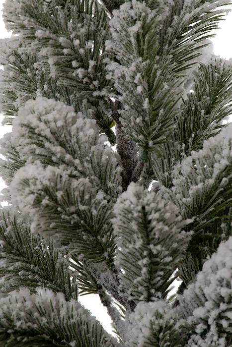 25" Snow Pine W/pot (Green/White) - Image 2