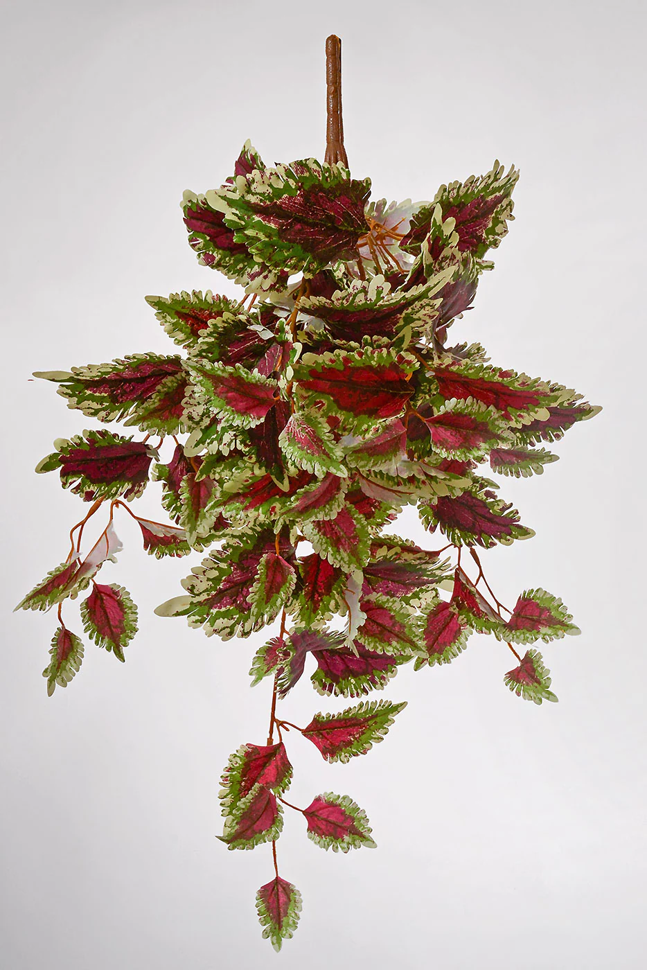 25'' UV Coleus Hanging Bush Burgundy/Green