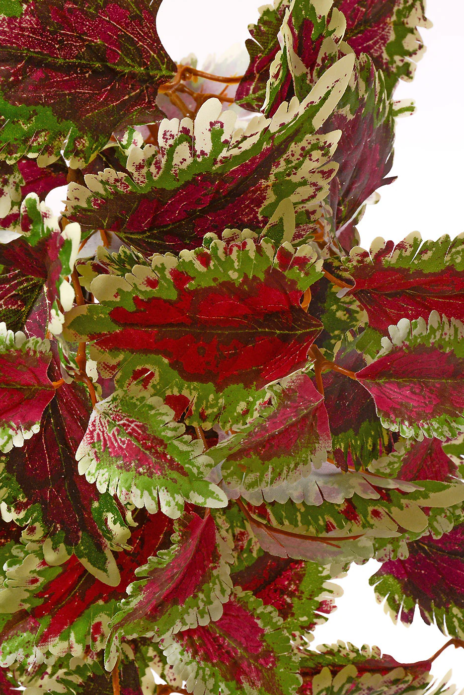 25'' UV Coleus Hanging Bush Burgundy/Green - Image 2