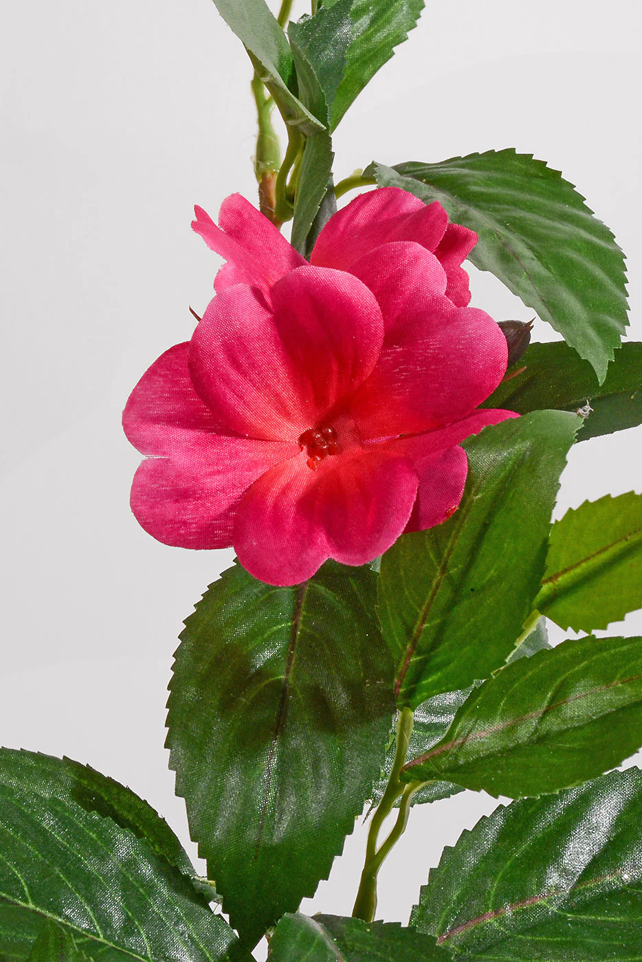 25'' UV Impatiens Hanging Bush Cerise/Green - Image 2