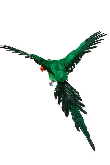 26" Feather Flying Macau Green - Image 2