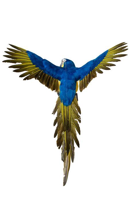 26" Feather Flying Macau Royal Blue/yellow - Image 2