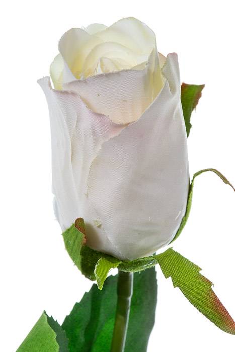 26" Rose Stem Cream - Image 2