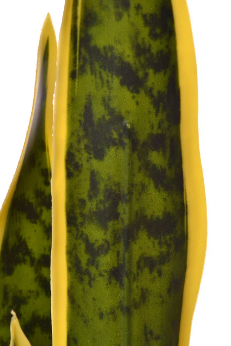 26" Sansevieria In Black Pot Variegated - Image 2