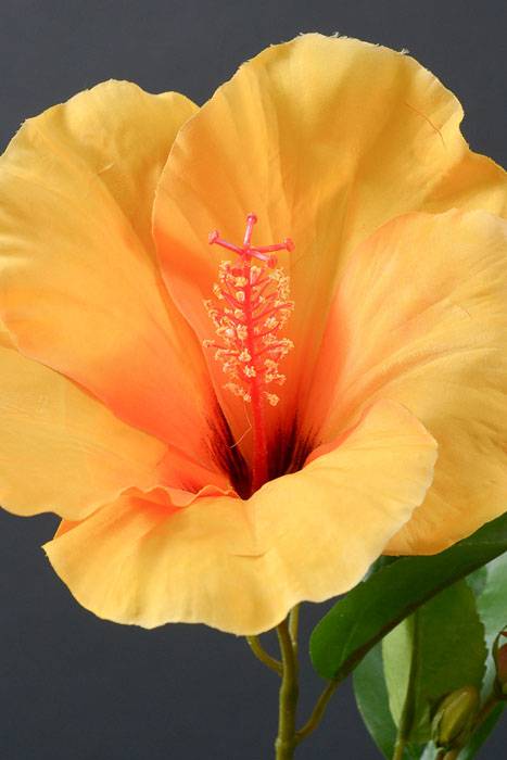 26" Silk Hibiscus Spray Yellow/Orange - Image 2