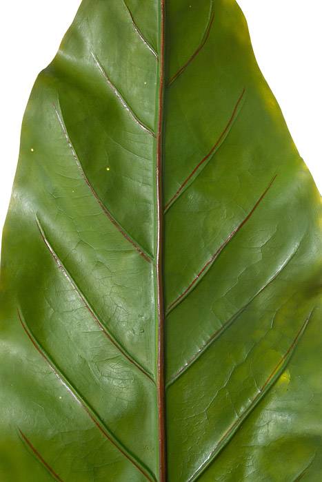 27" Bird's Nest Fern Leaf Green - Image 2