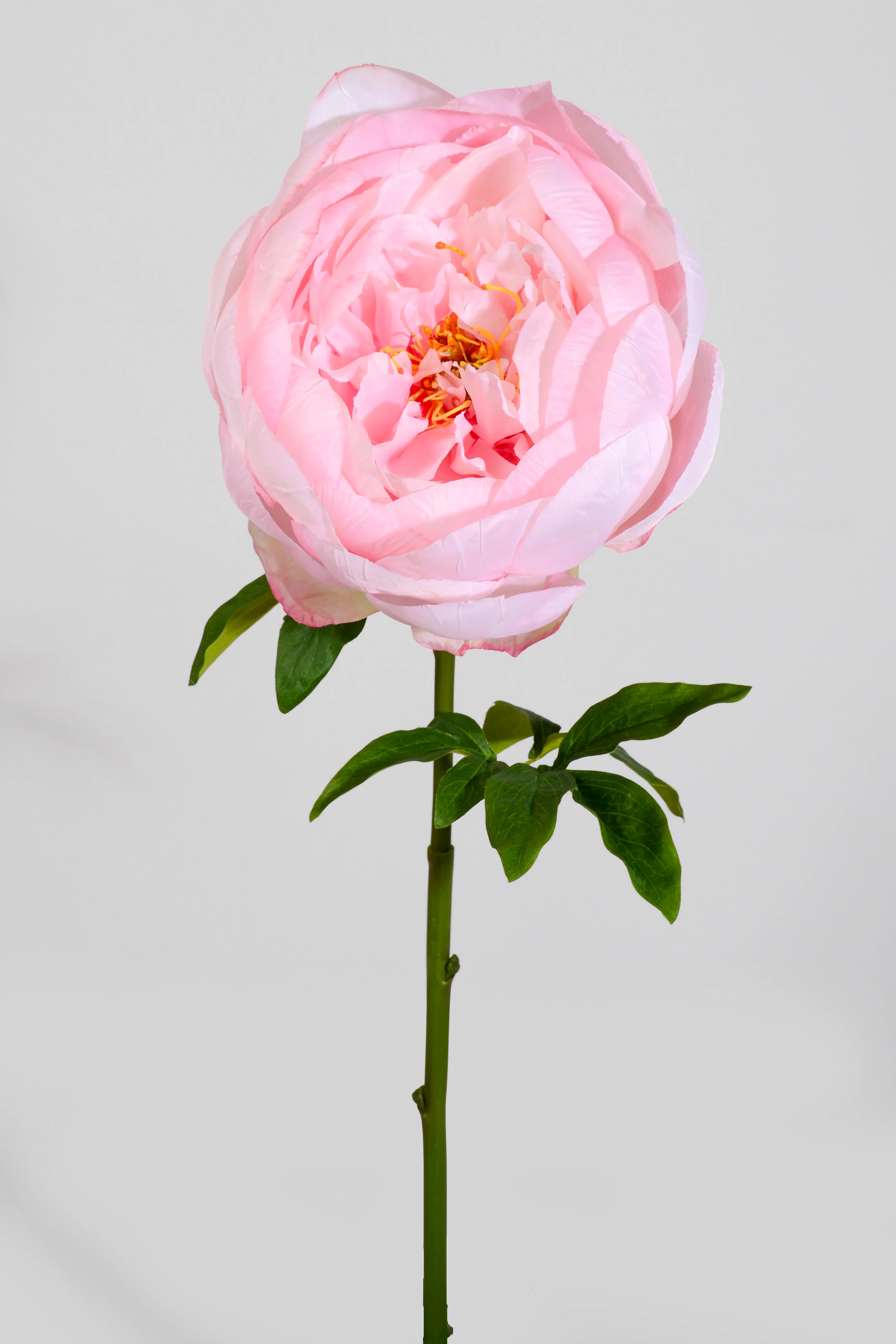 27' Silk Peony Spray Pink