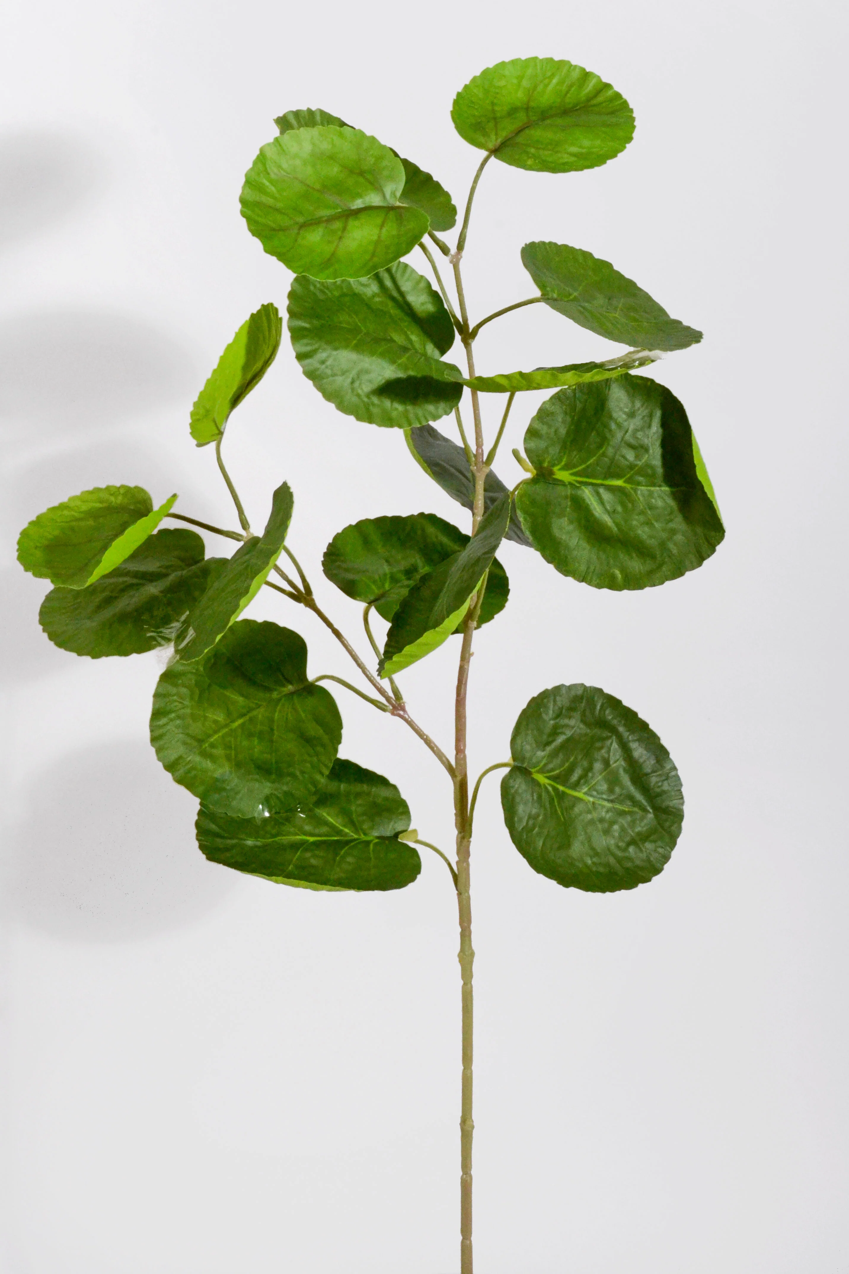 28.5" Hoya Australia Plant Bush Green