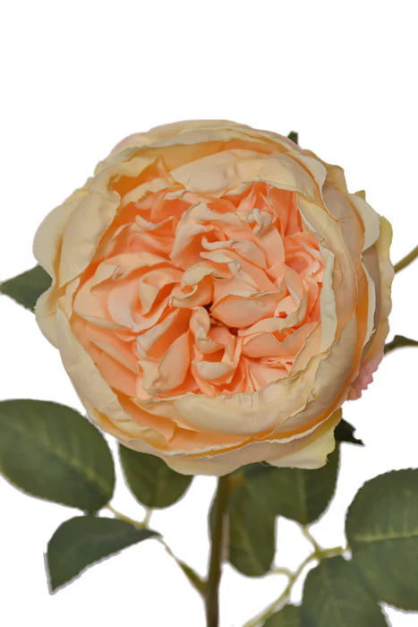 28.5" Silk Cottage Rose Spray Champagne - Image 2