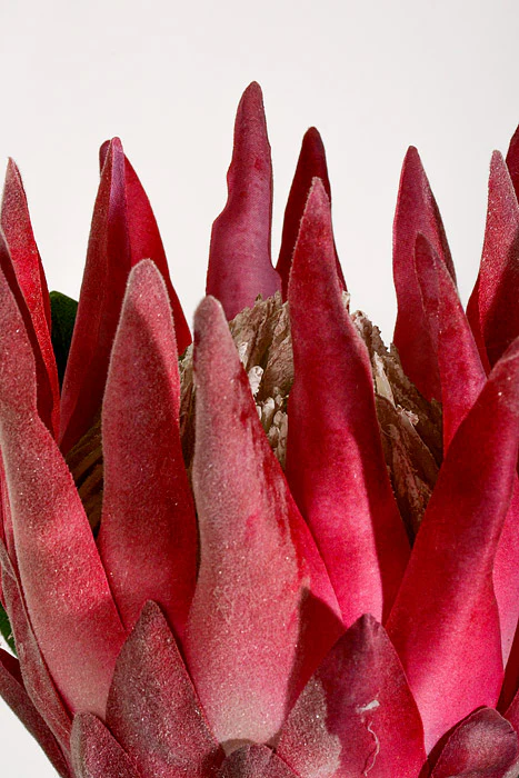 28" Artificial King Protea Spray Hot Pink - Image 2
