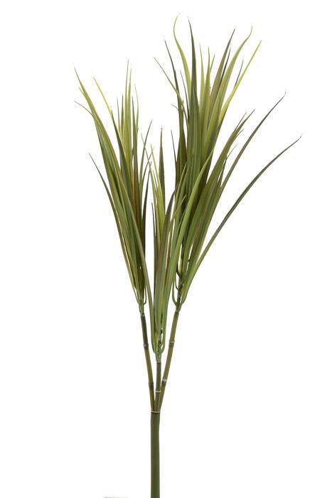 28" Dracena Marginata Green