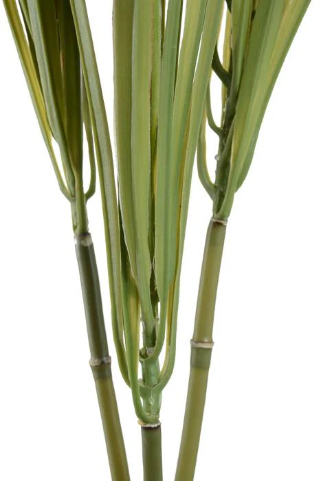 28" Dracena Marginata Green - Image 2