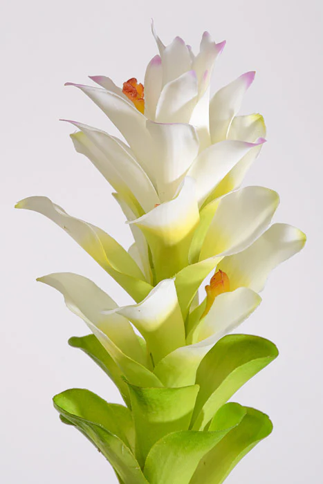 29.5" Artificial Ginger Stem White - Image 2