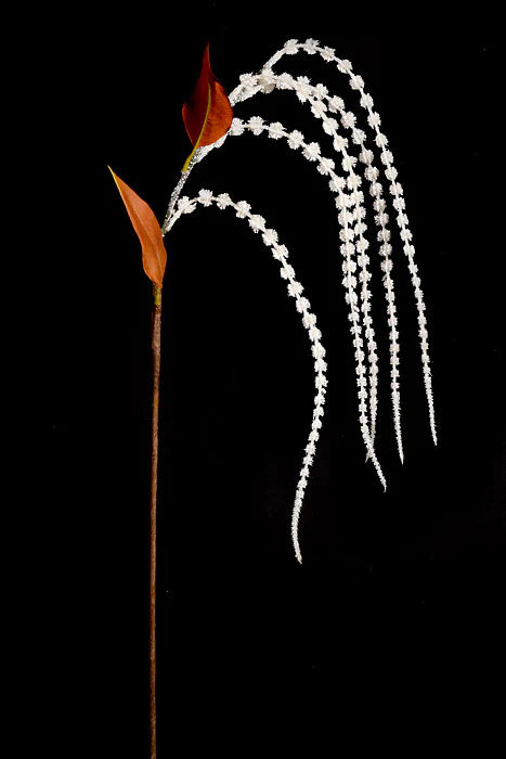 29" Amaranthus Stem White