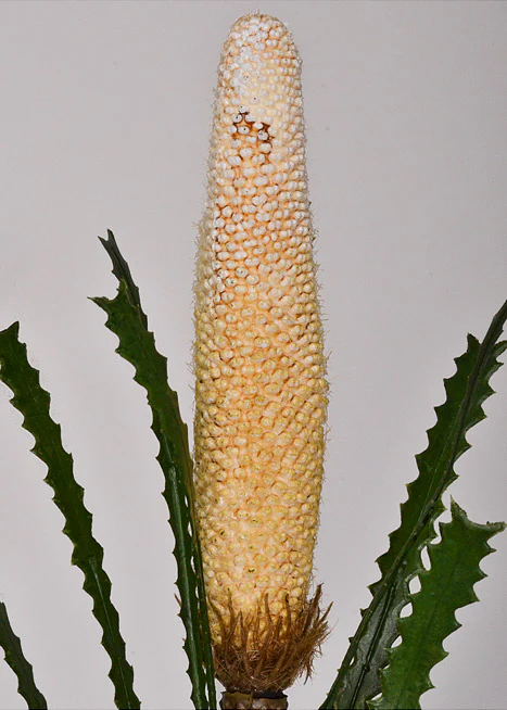 29" Artificial Banksia Spray Cream - Image 2