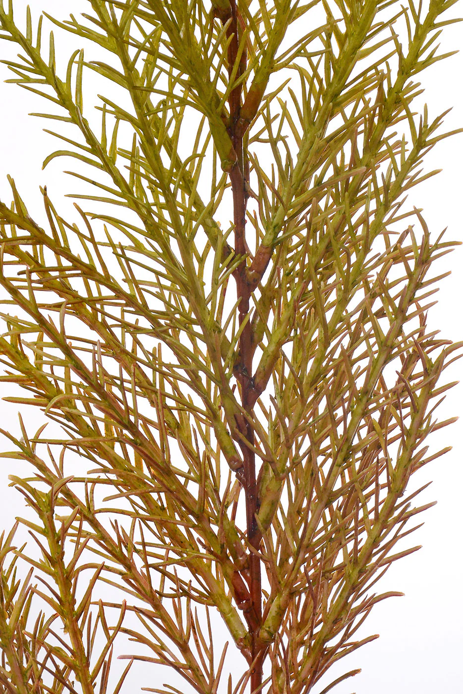 29" Clubmoss Spray Light Green - Image 2