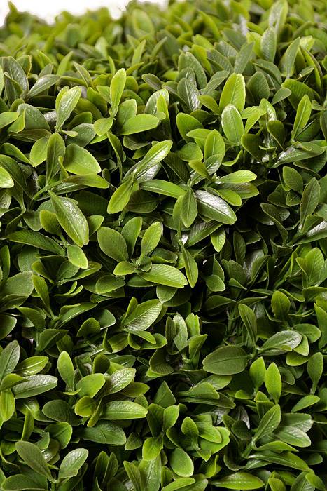 29" Plastic UV Proof American Boxwood Hedge Green - Image 2