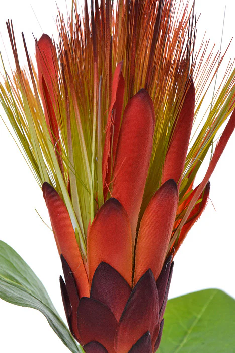 30" Artificial Royal Protea Spray Orange - Image 2