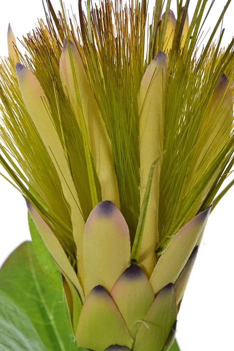 30" Royal Protea Spray Light Yellow - Image 2