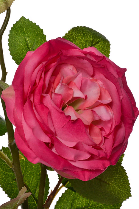 30" Silk Austin Rose Fuchsia - Image 2