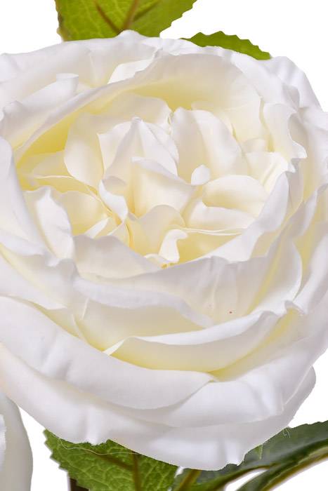 30" Silk Austin Rose White - Image 2