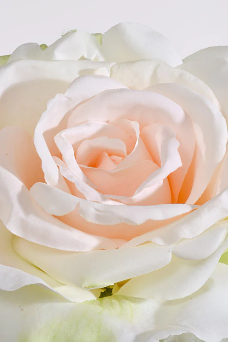 30" Silk Queen Anne Rose Cream/Peach - Image 3