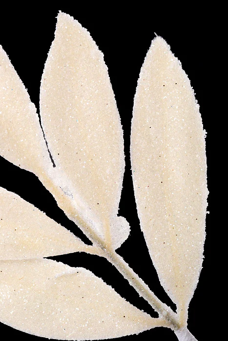 31.5" Bay leaf Spray White - Image 2