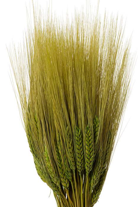 32" Triticum Wheat Grass Green 8oz/pkg - Image 2