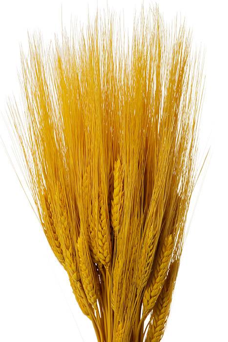 32" Triticum Wheat Yellow 8oz/pkg - Image 2