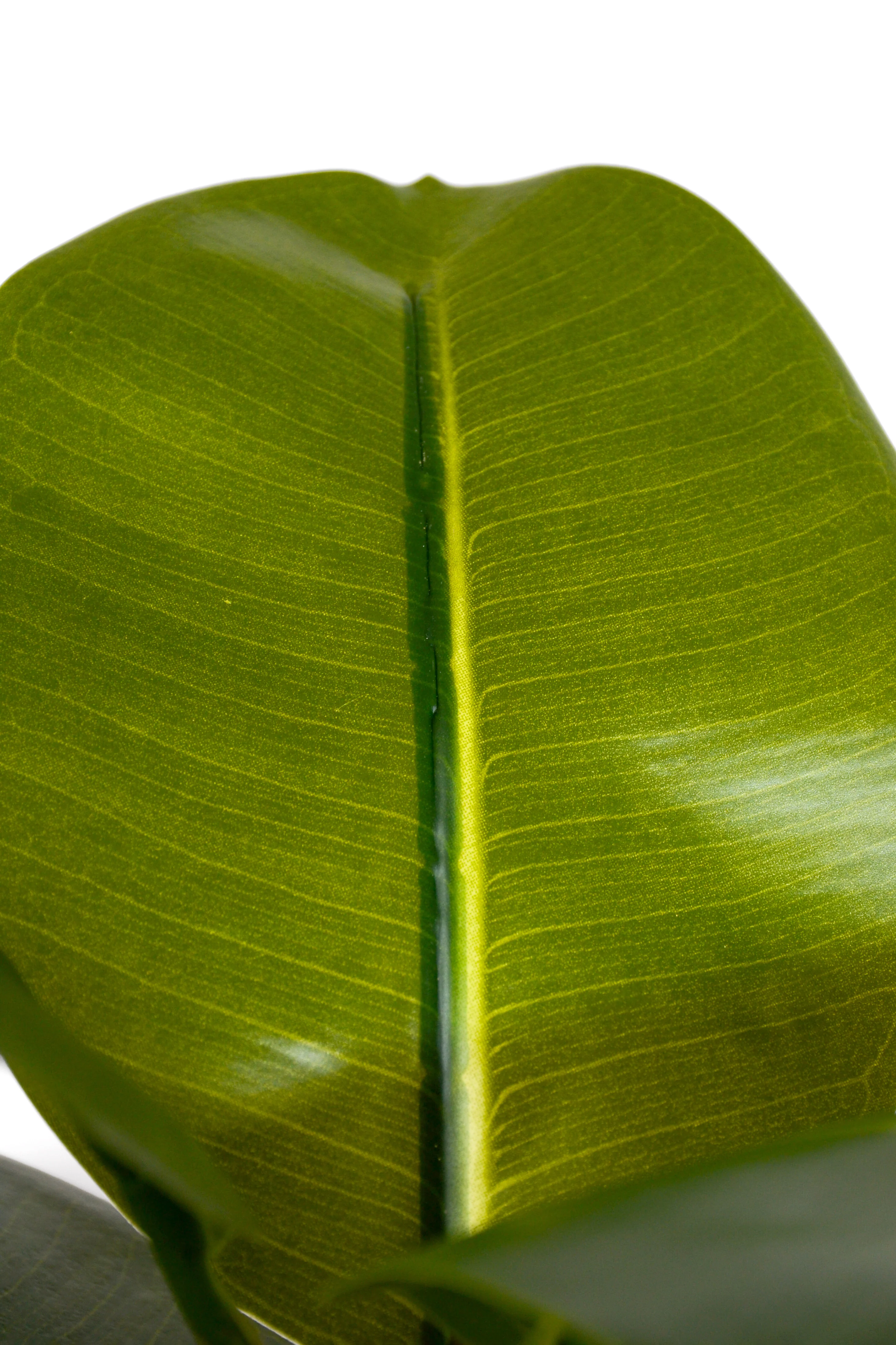 33.5" Artificial Magnolia Leaf Spray Green - Image 2