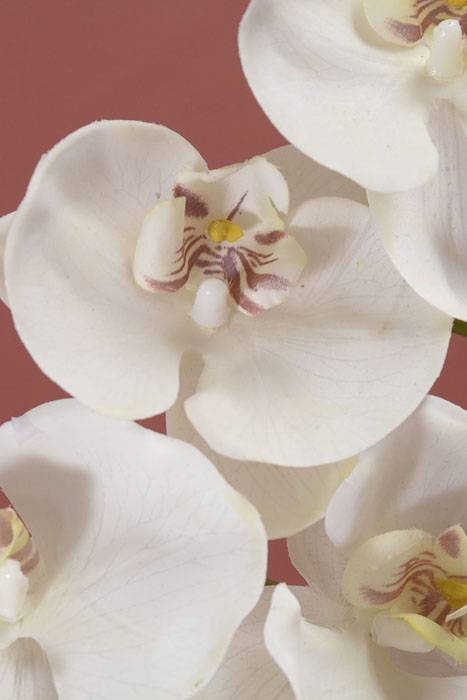 33.5" Phalaenopsis Stem White - Image 2