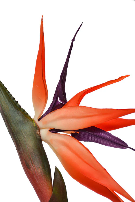 33" Bird Of Paradise Spray Orange - Image 2
