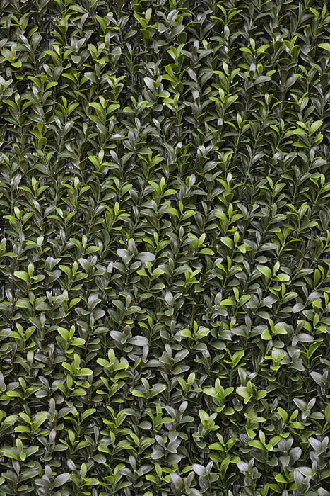 33" X 8" X 39" Boxwood Hedge Two Tones Green - Image 2