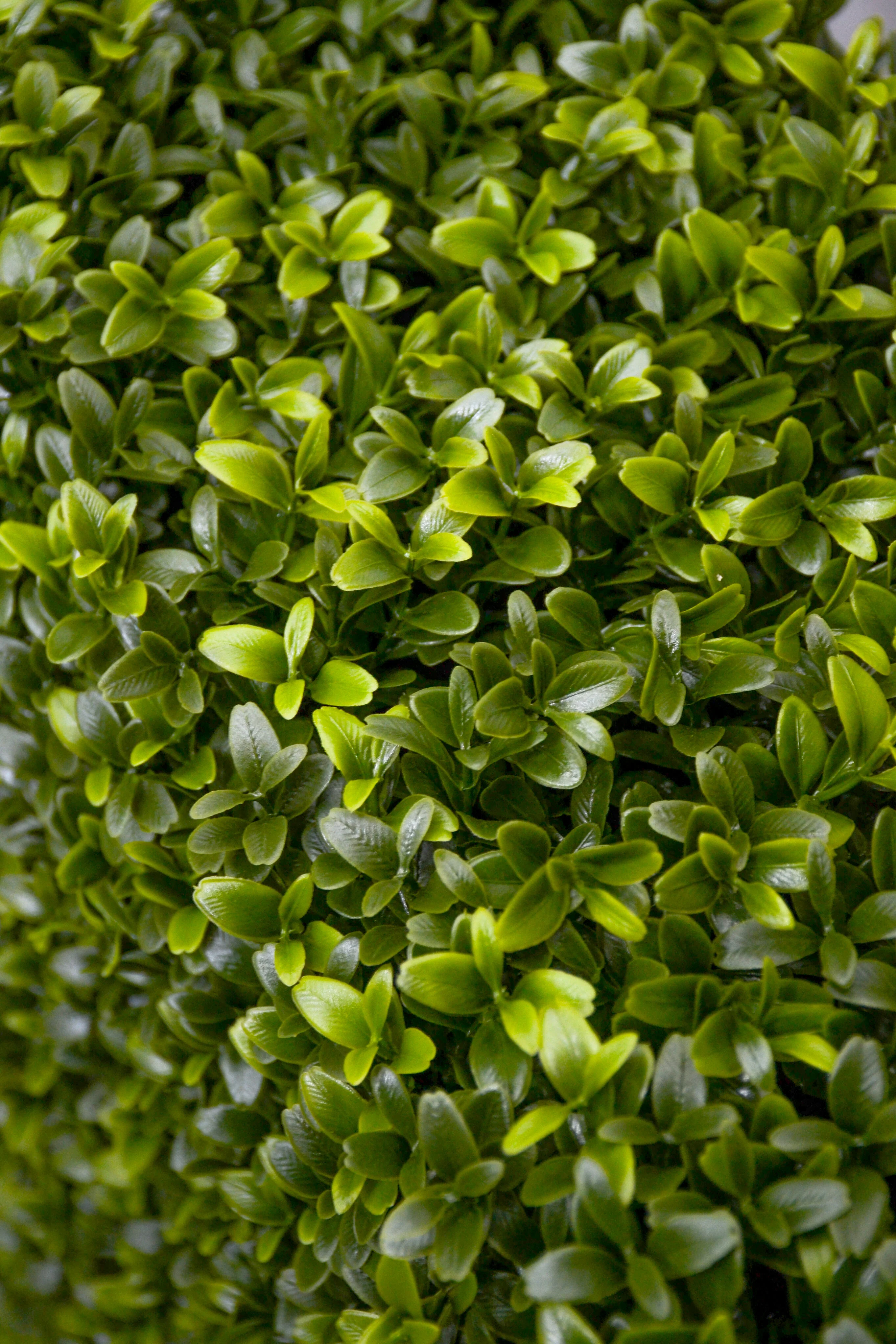 33 x 9 x 46 Boxwood Hedge Two Tone Green - Image 3