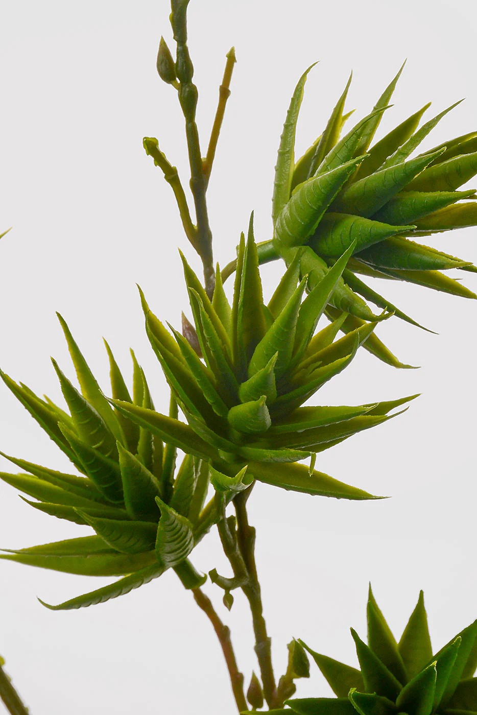 35" Aloe Vera Spray Green - Image 2