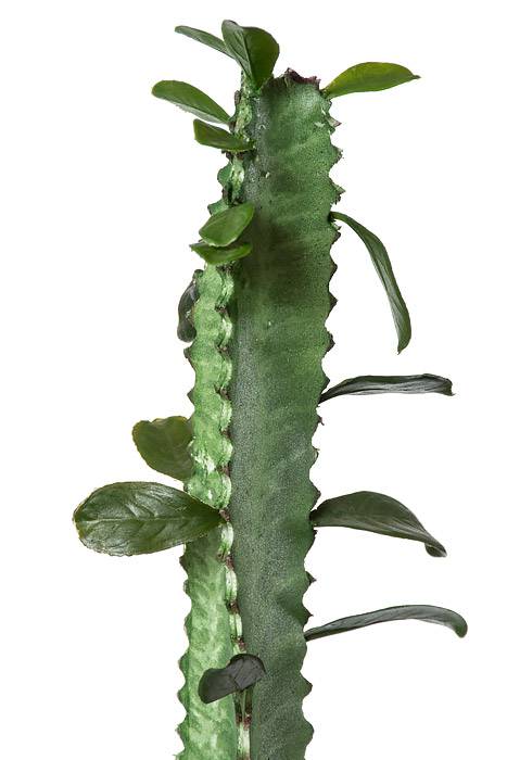 35" Cactus Bundle X2 Green - Image 2