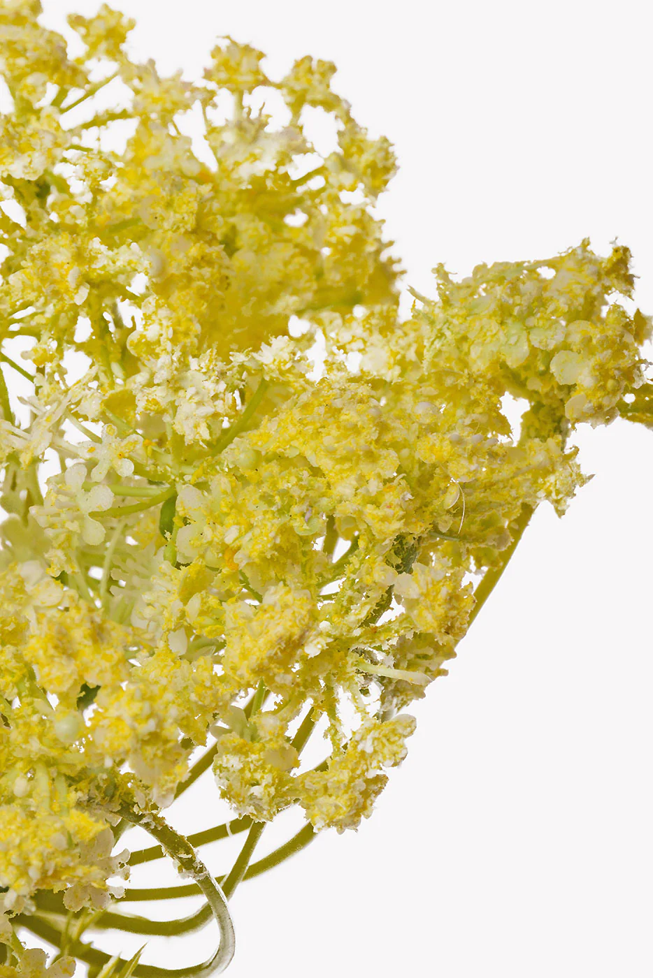 35" Queen Anne's Lace Spray Yellow - Image 2