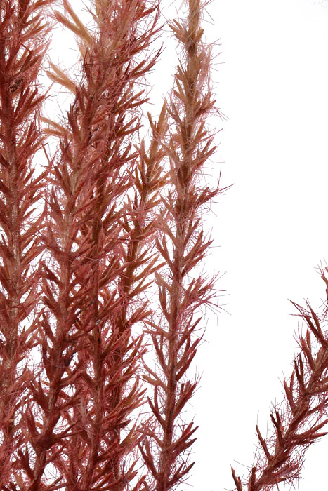 36" Artificial Reed Grass Spray Wine - Image 2