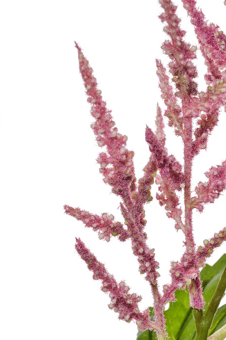 36" Silk Astilbe Spray Orchid - Image 2
