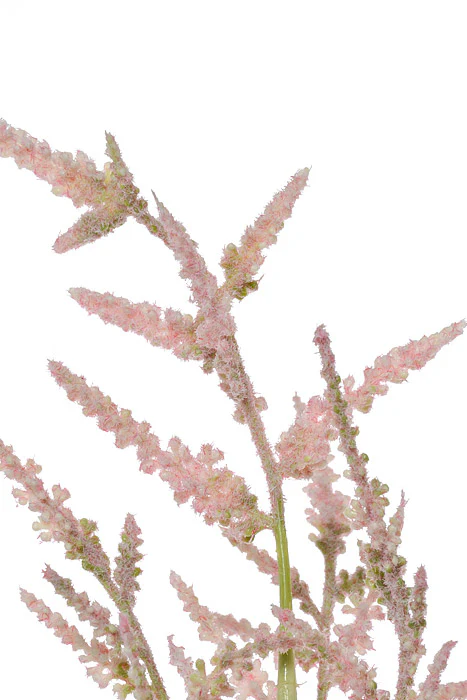 36" Silk Astilbe Spray Pink - Image 2