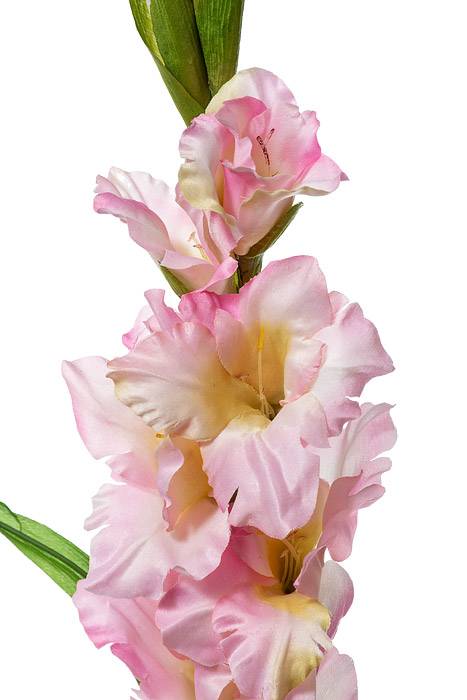 36" Silk Gladiolus Spray Pink - Image 2