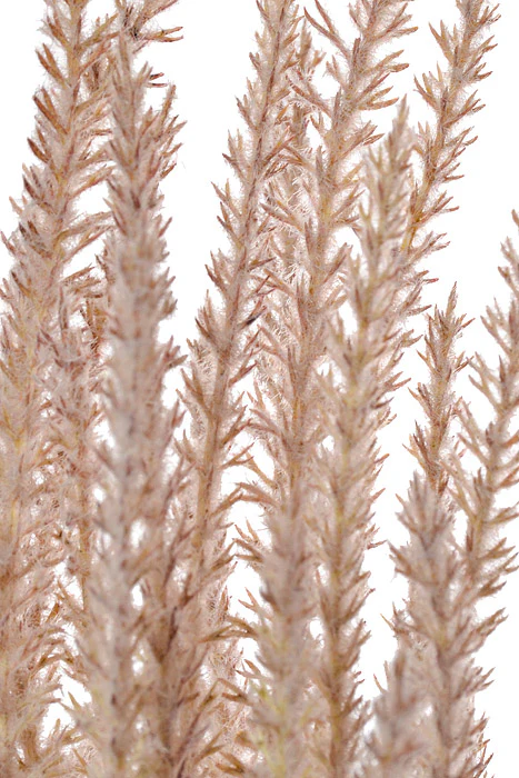 37" Phragmites Grass Blossom Spray Lilac - Image 2