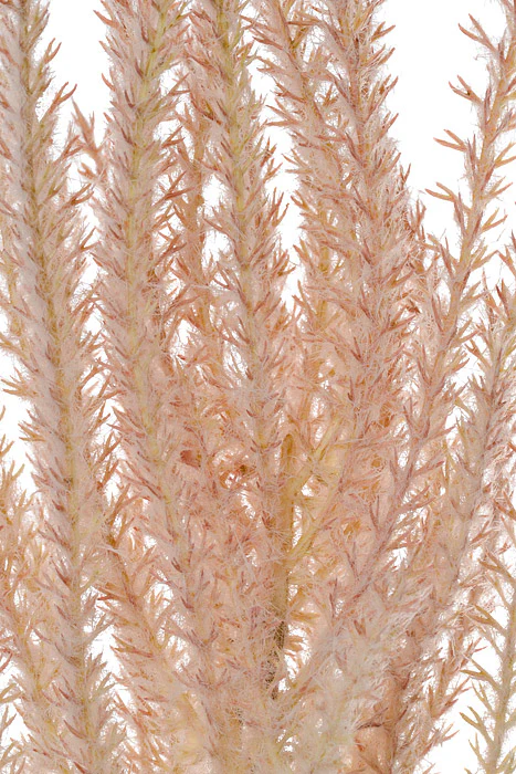 37" Phragmites Grass Blossom Spray Pink - Image 2