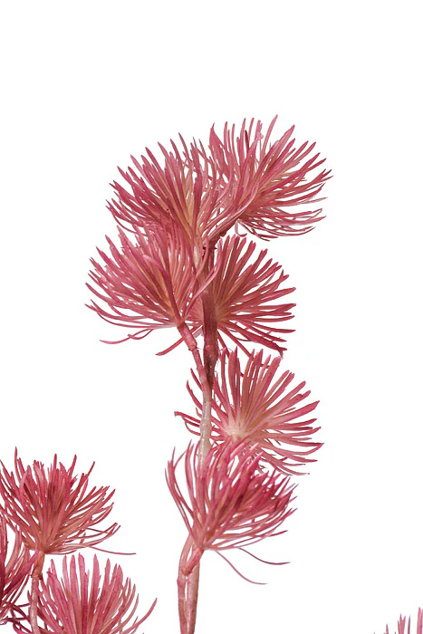 37" Thistle Spray Cerise - Image 2