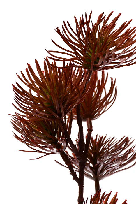 37" Thistle Spray Green/Burgundy - Image 2