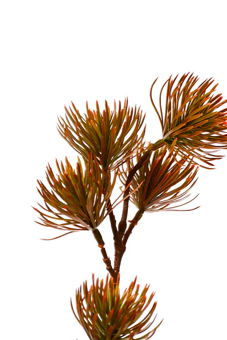 37" Thistle Spray Green/Light Brown - Image 2